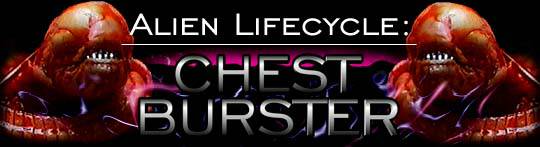 Alien Life Cycle: Chest Burster